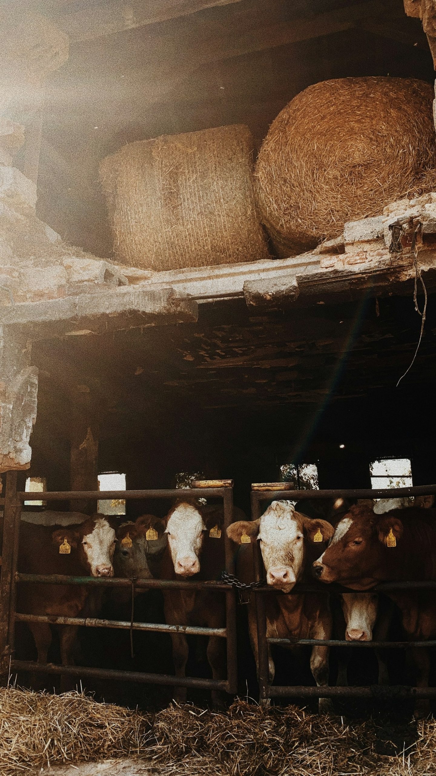 Wie innovative Ansätze Tierwohl fördern können