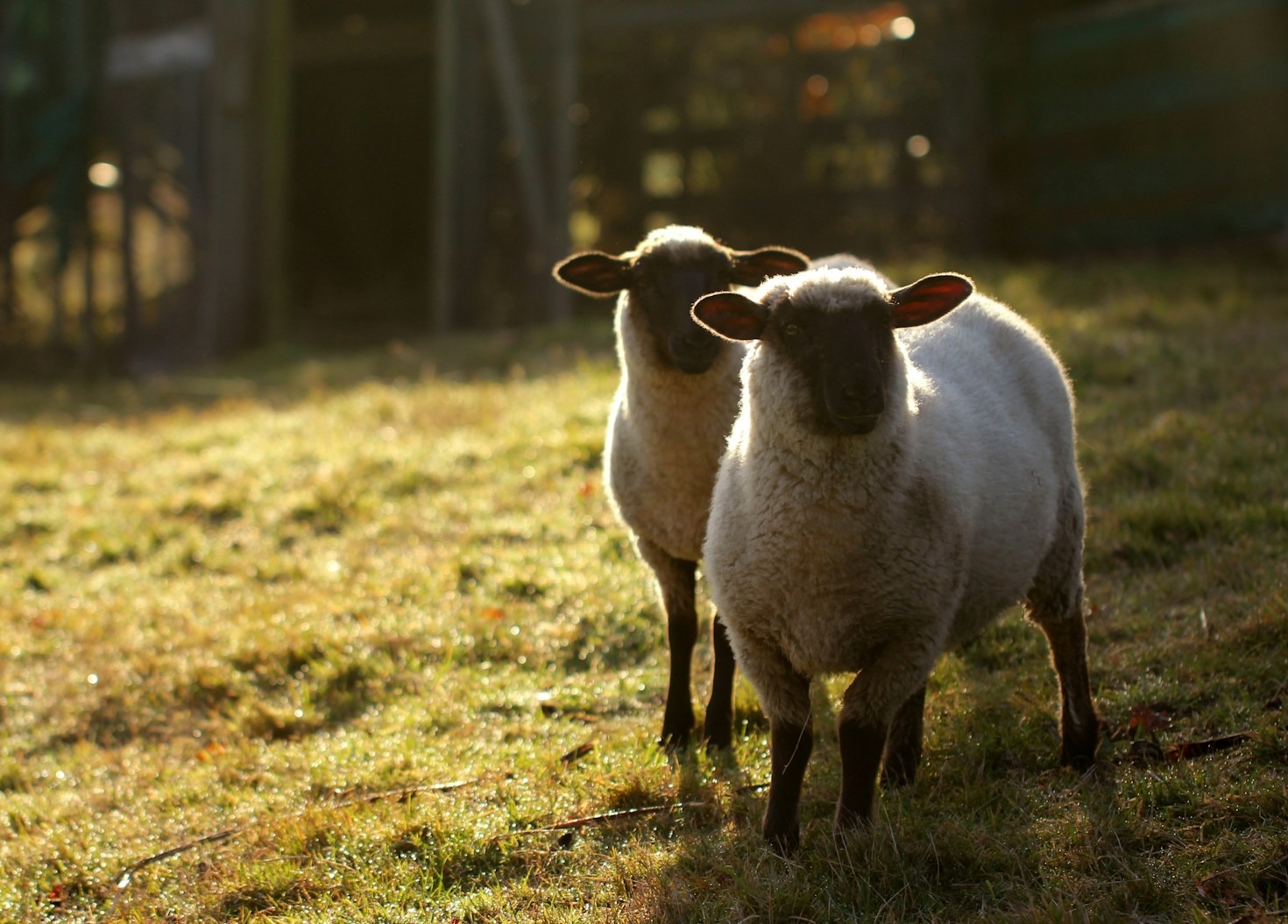 Wie der DTPV Tiergesundheit neu definiert